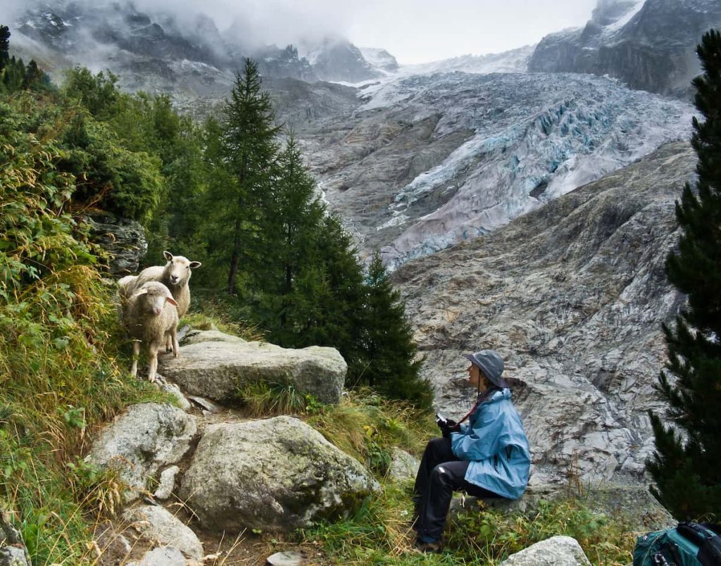 Glacier-du-Trient-sheep