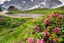 Wildflowers in the Italian Dolomites