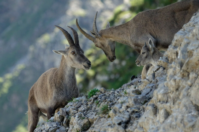 What's the difference between an ibex and a chamois? - Alpenwild