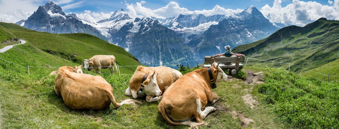 Cow in the Jungfrau mountains
