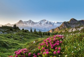 Jungfrau & Saas-Fee Wildflower Hikes