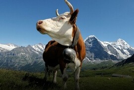 Cow in the Jungfrau