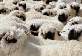Sheep in Switzerland