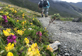 Wildflowers with hikers