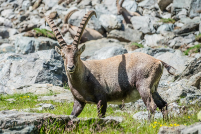 Alps Wildlife | Wildlife Tours | Swiss Animals