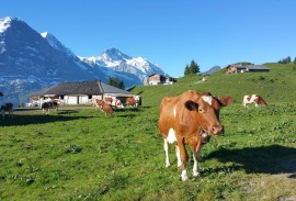 Guideded tour of Jungfrau