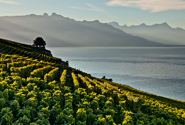 Cheese, Chocolate, and the Alps Lavaux