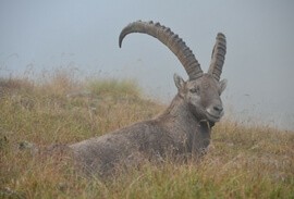 Wildlife in the Alps Ibex