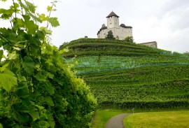Schloss Gutenberg - Vineyards