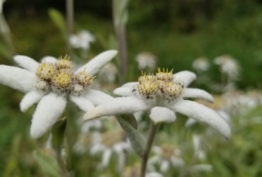Edelweiss Flowers