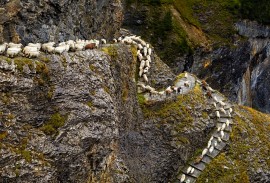 The departure of the sheep from the Gemmi to Leukerbad every year is a special experience.