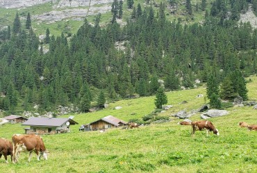 Cows along the trail going up to Berliner Hutte