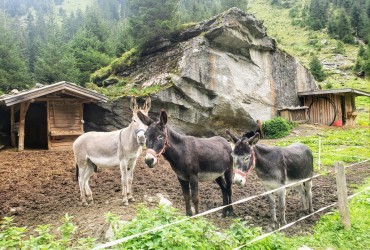 Goats along the trail to Berliner Hutte