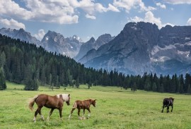 Horses in the Dolomites 