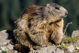 Common Wildlife: Marmots
