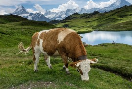 Cow at Lake Bachalpsee near Grindelwald