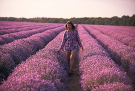 Fragrant lavender fields in Provence