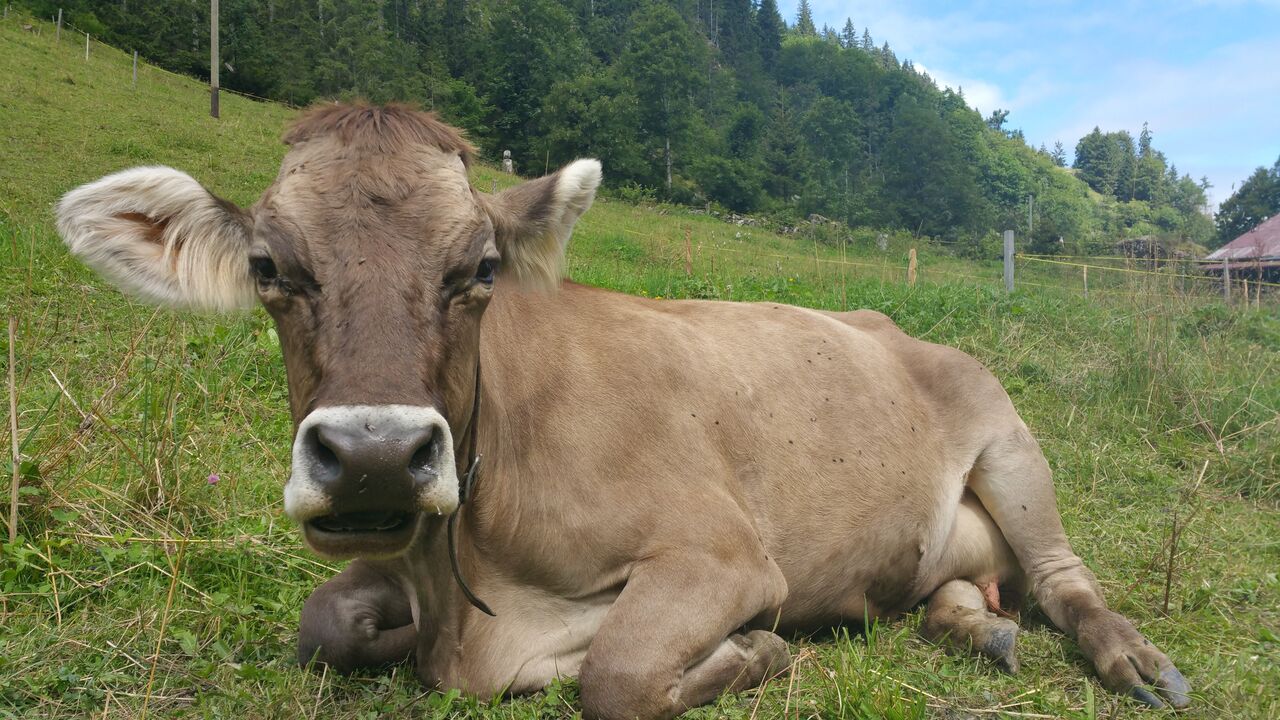 Cow at the Eigeralp Dairy Farm