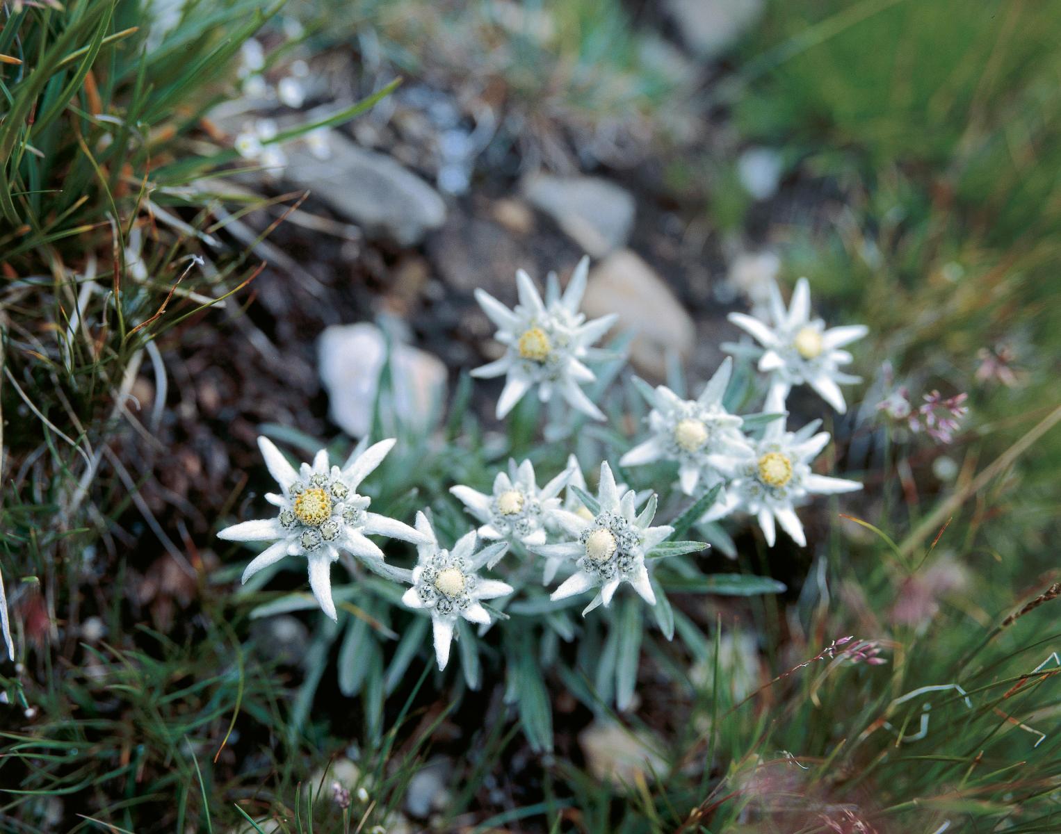 Edelweiss flowers in Switzerland