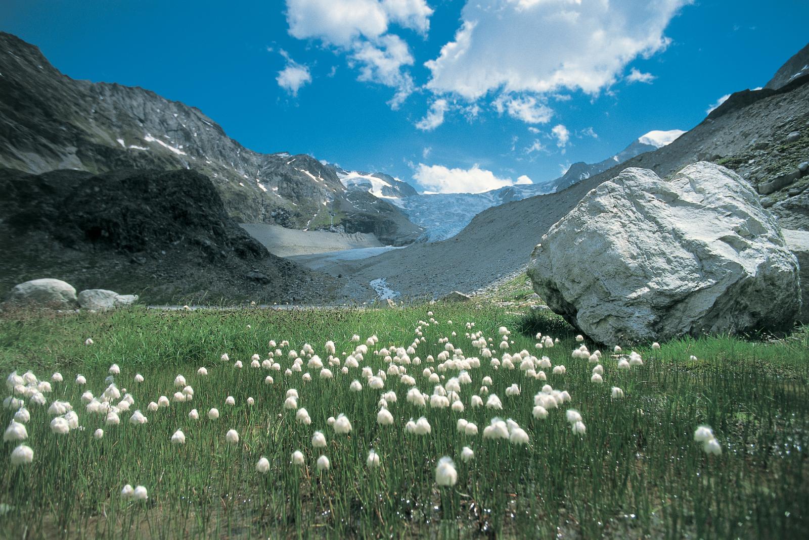 Mountain flowers along the Haute Route