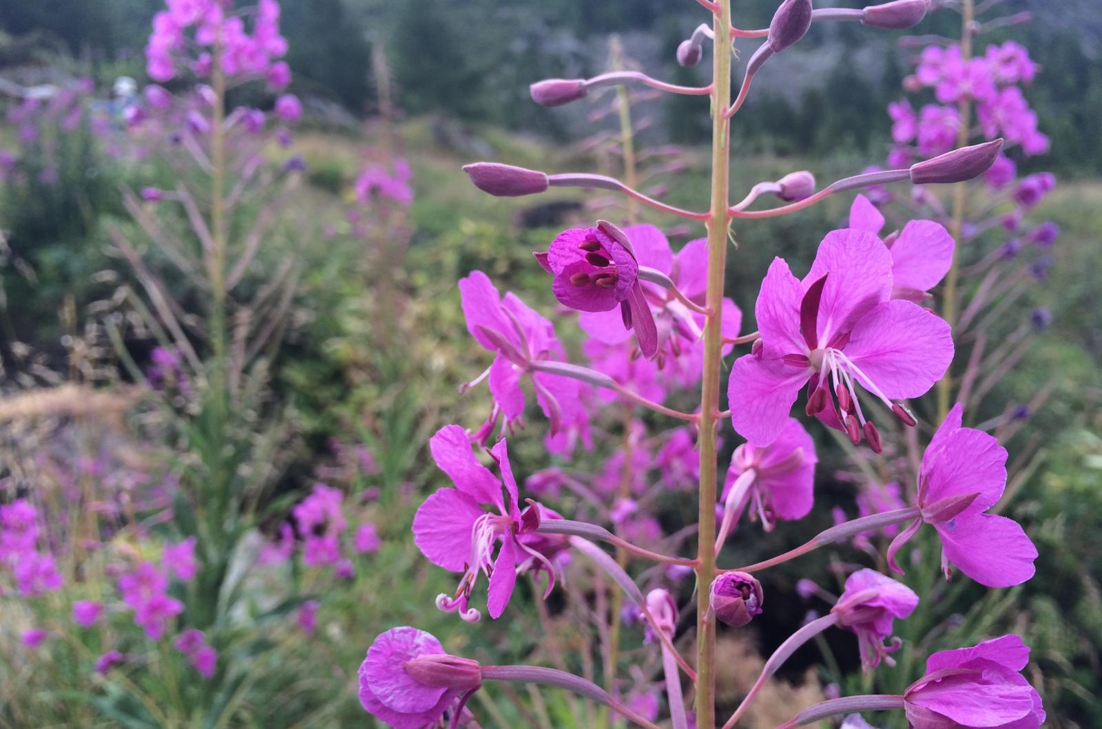 wildflowers in Switzerland