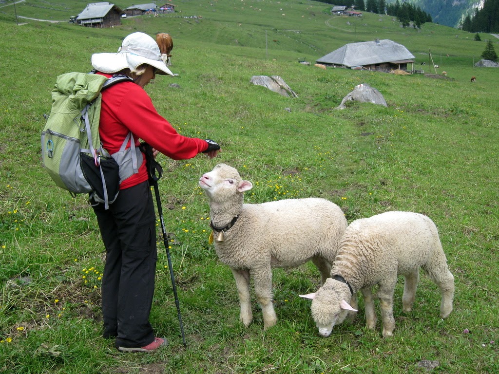 Sheep in the Alps