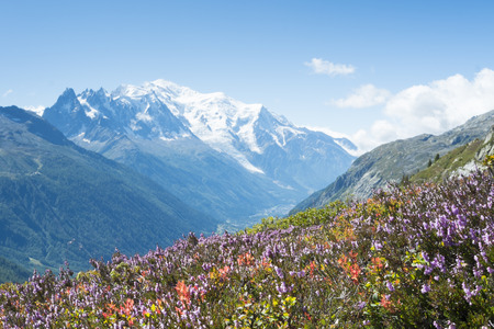 Wildflowers on the Tour du Mont Blanc