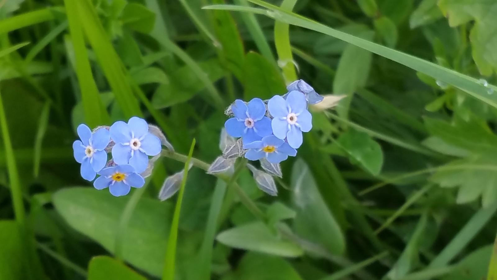 Wildflowers in the Swiss Alps